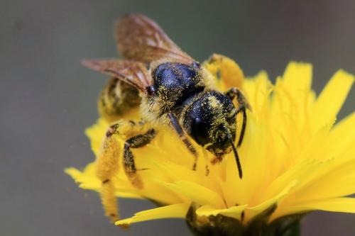 Halictus sp.
